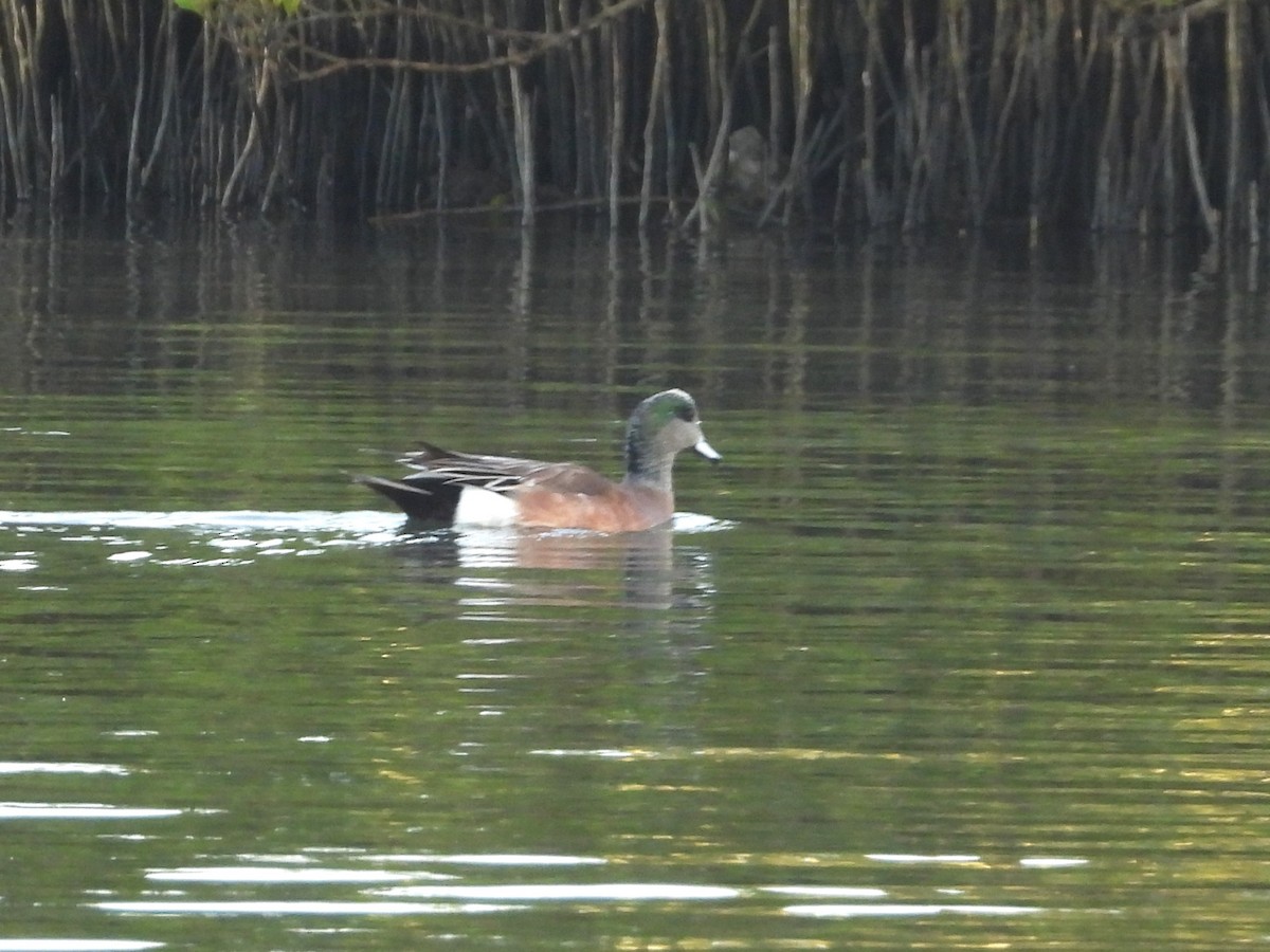 American Wigeon - ML613931585