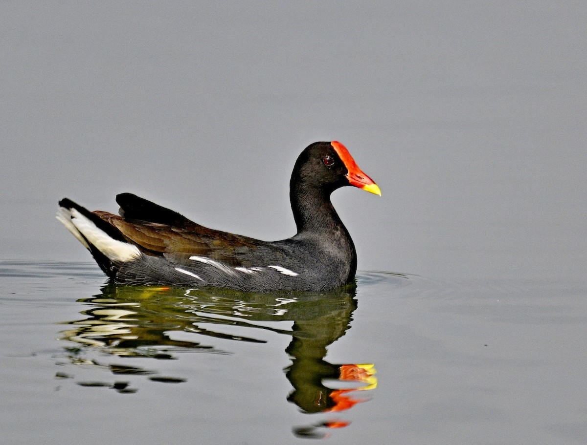 Eurasian Moorhen - ML613931598