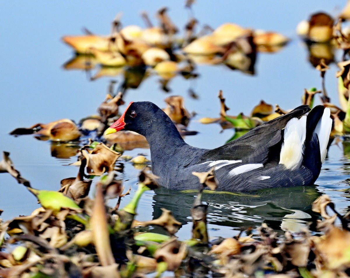 Eurasian Moorhen - ML613931600