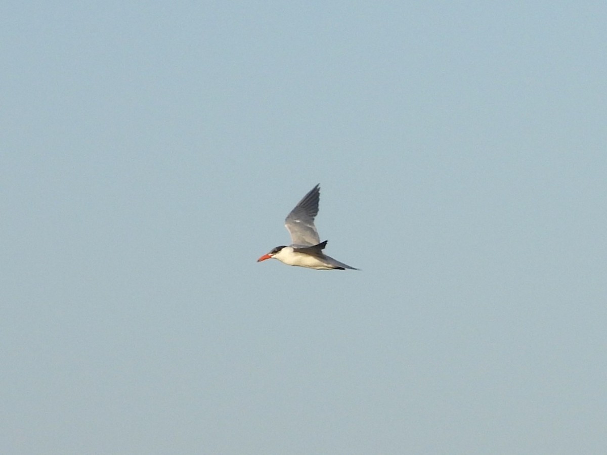 Caspian Tern - ML613931655