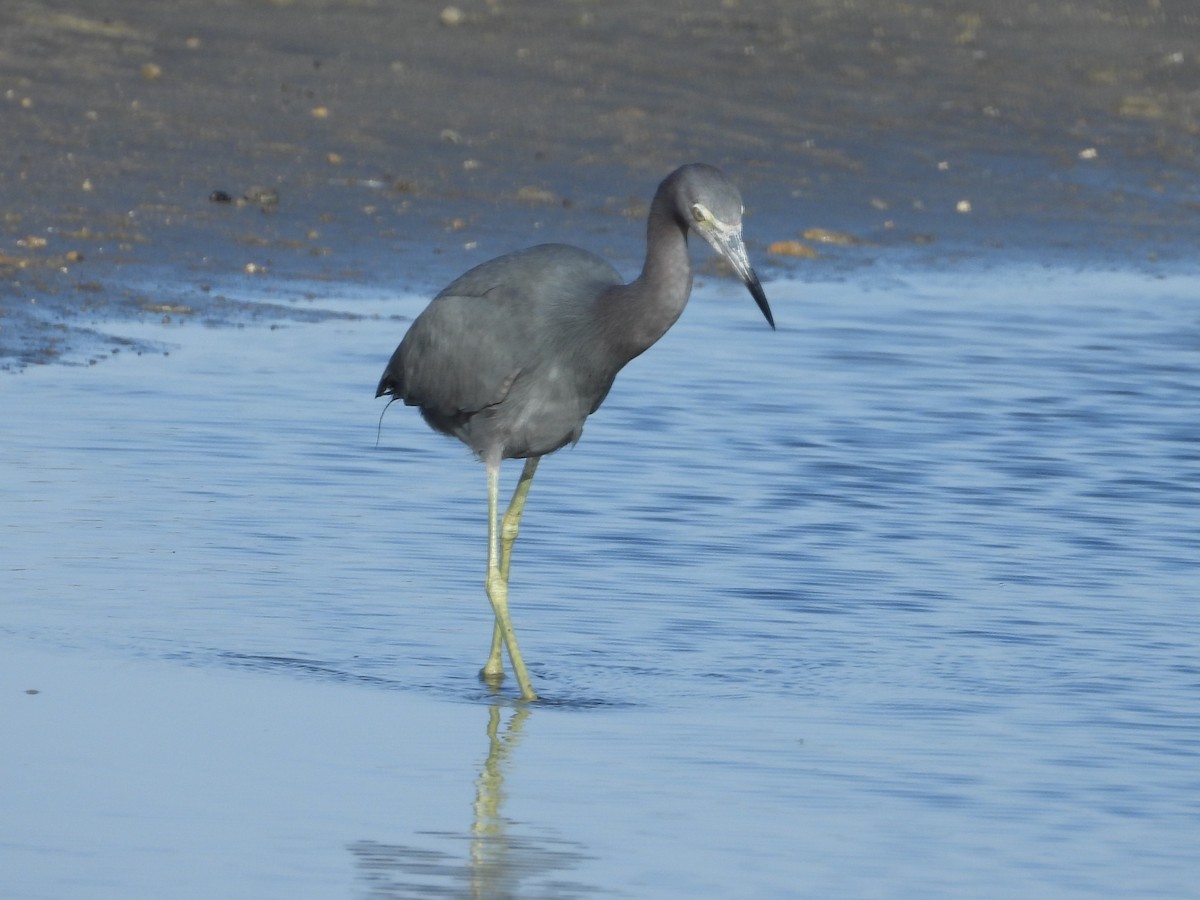 Little Blue Heron - ML613931664