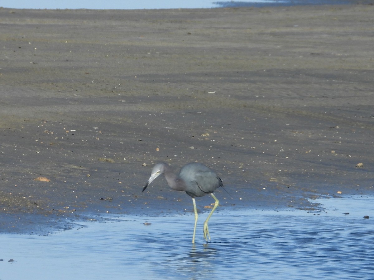 Little Blue Heron - Scott Stolz