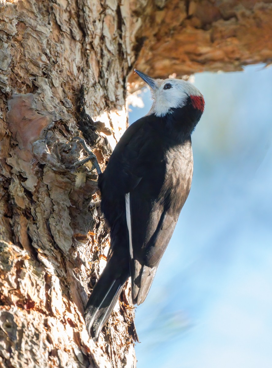 White-headed Woodpecker - Steve Colwell