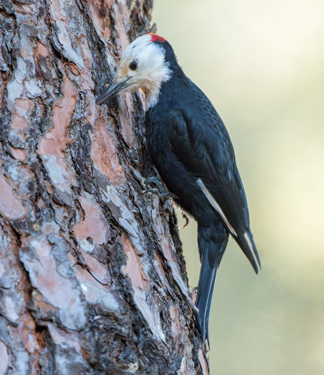 White-headed Woodpecker - Steve Colwell