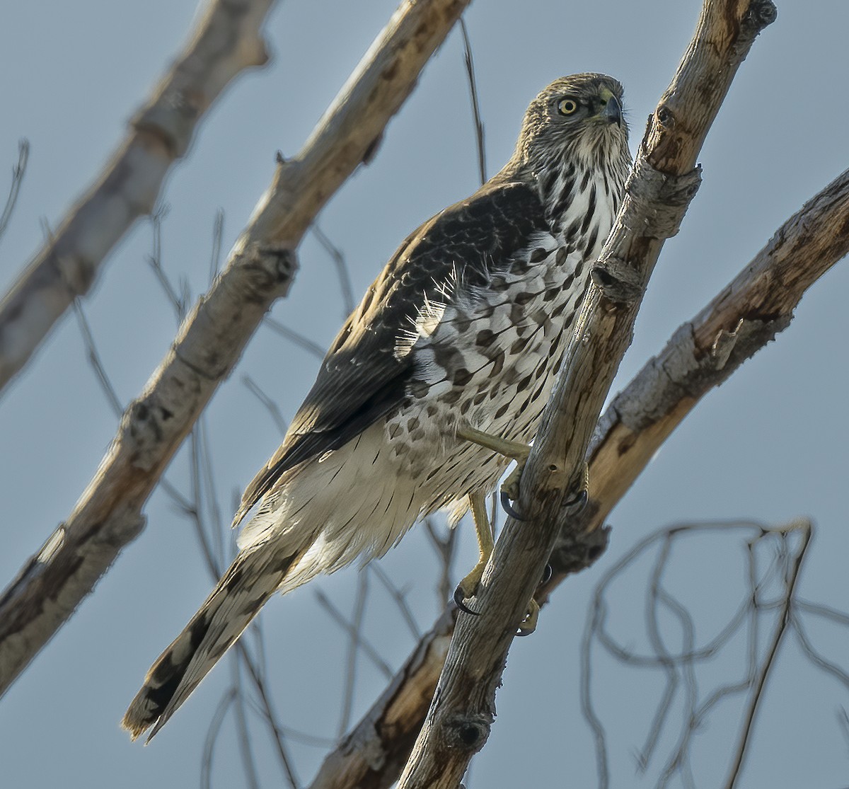 Cooper's Hawk - ML613931772