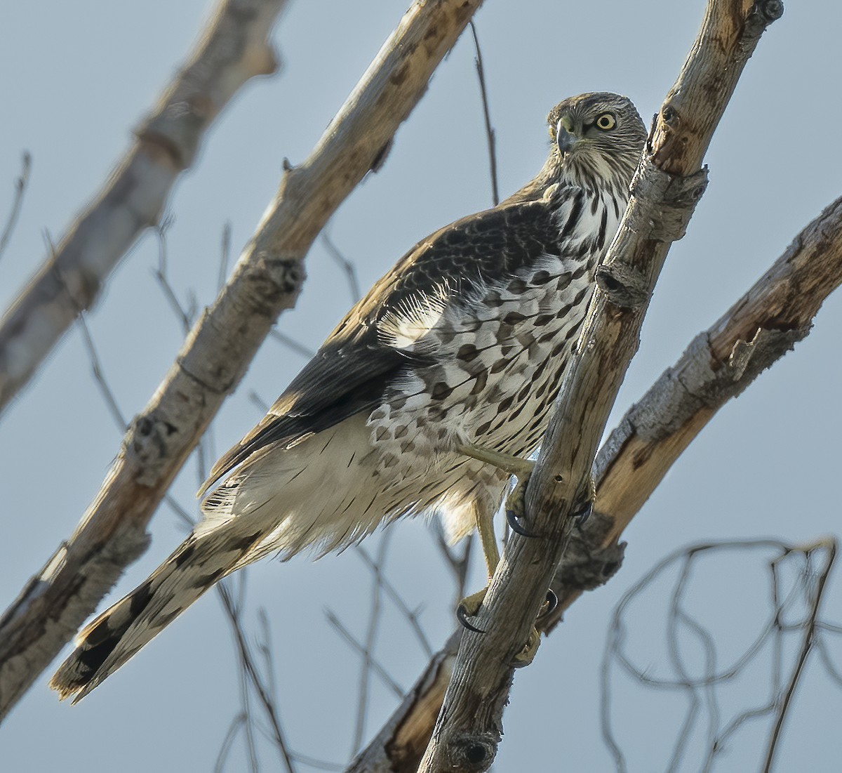 Cooper's Hawk - ML613931775