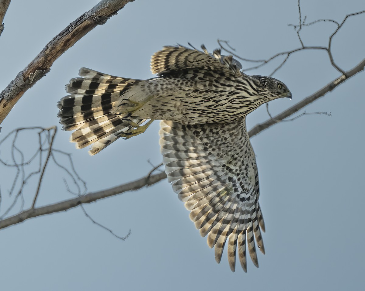 Cooper's Hawk - ML613931777