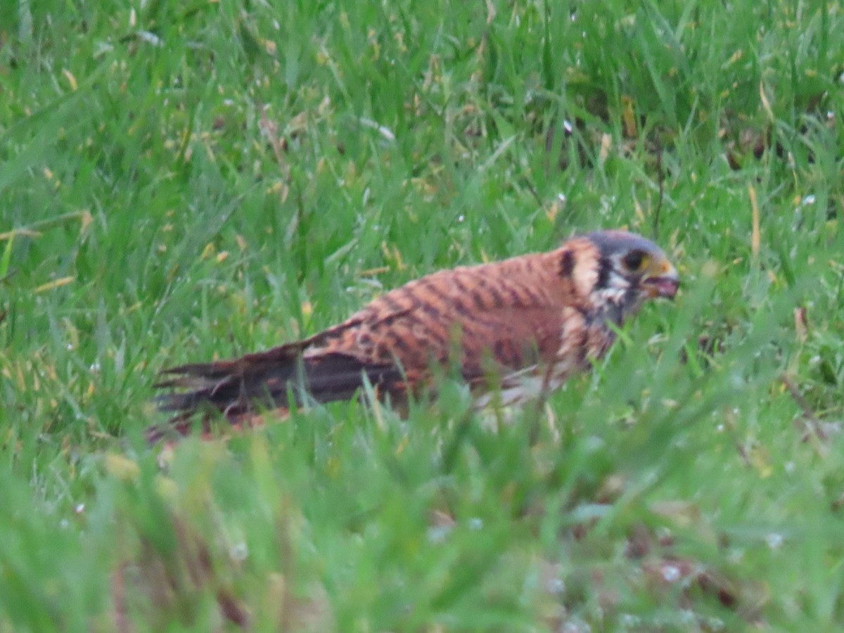 American Kestrel - ML613931788