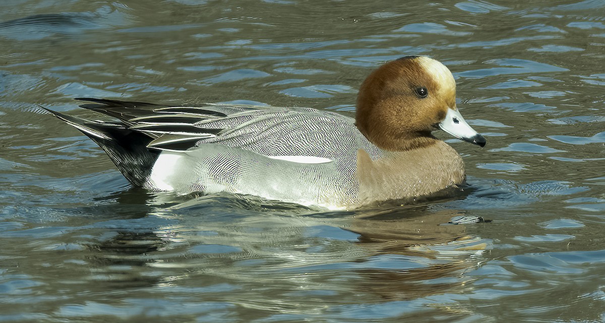 Eurasian Wigeon - ML613931796