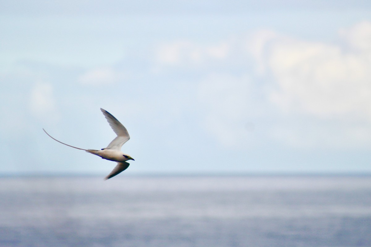 Red-tailed Tropicbird - ML613931928