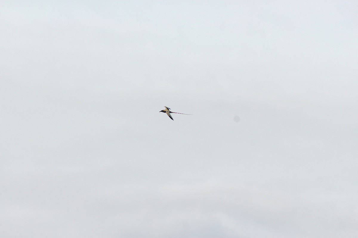 Red-tailed Tropicbird - ʻAuliʻi Mahuna