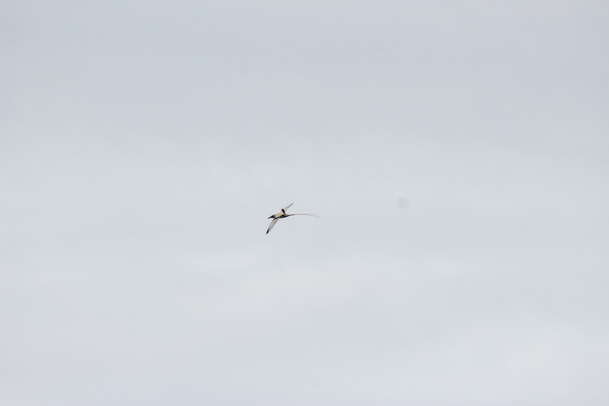 Red-tailed Tropicbird - ʻAuliʻi Mahuna