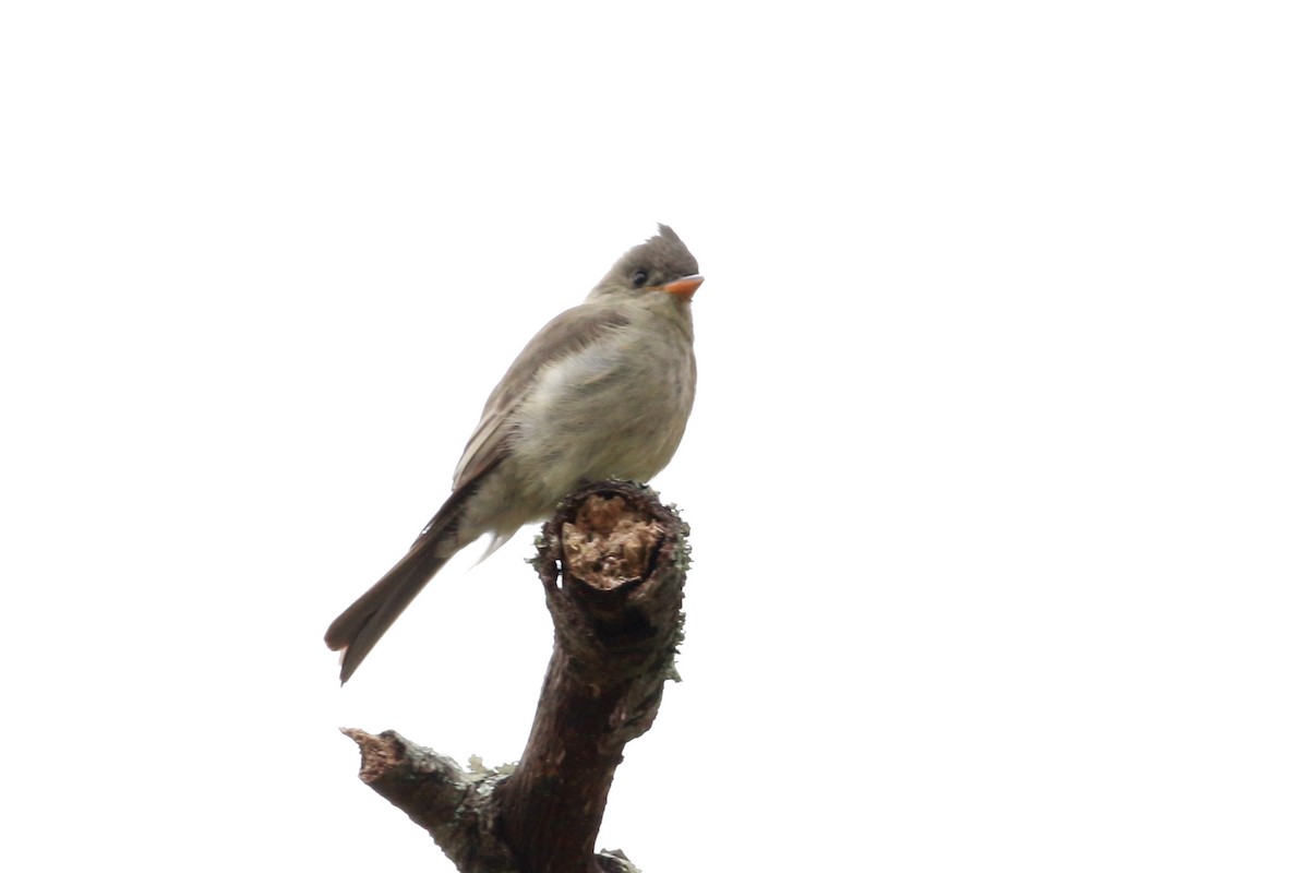 Greater Pewee - Jesse Pline