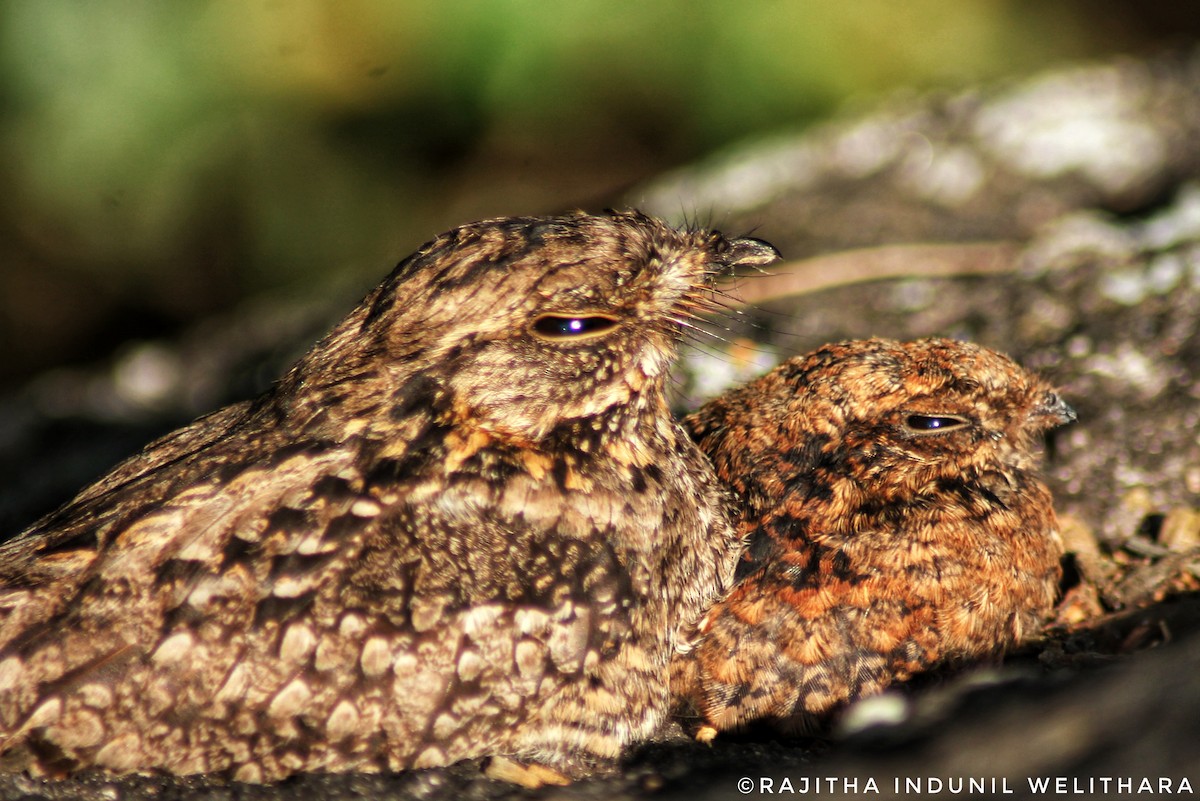 Indian Nightjar - ML613932104