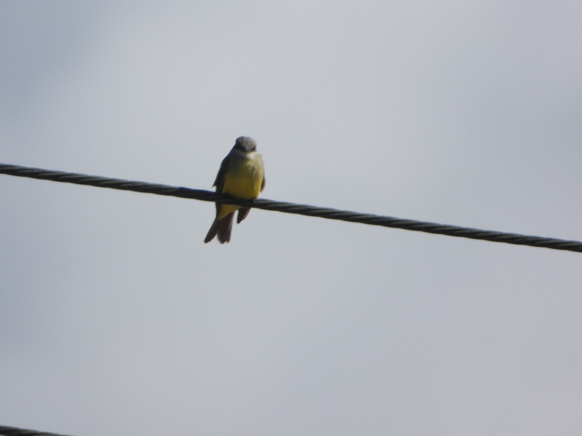 Tropical Kingbird - ML613932202