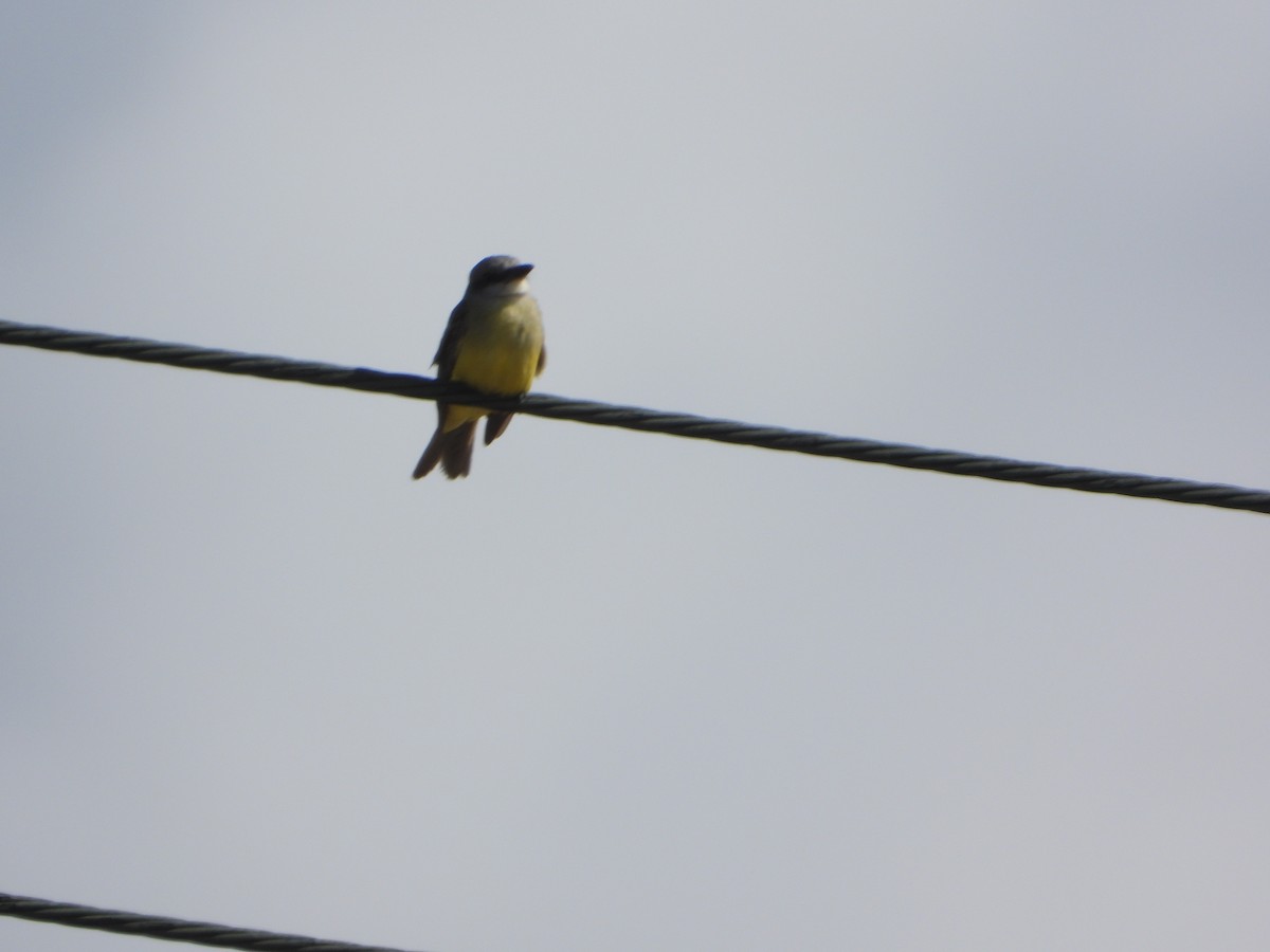 Tropical Kingbird - ML613932206