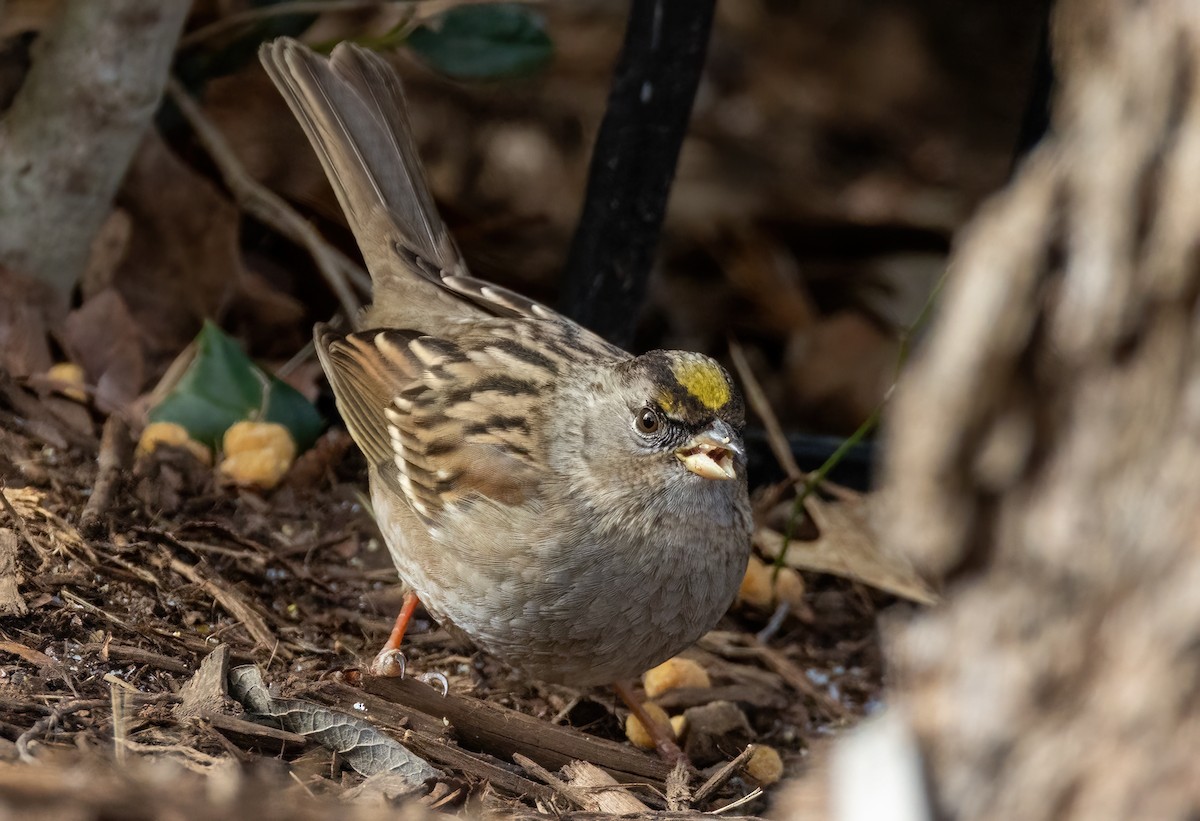 Golden-crowned Sparrow - ML613932233