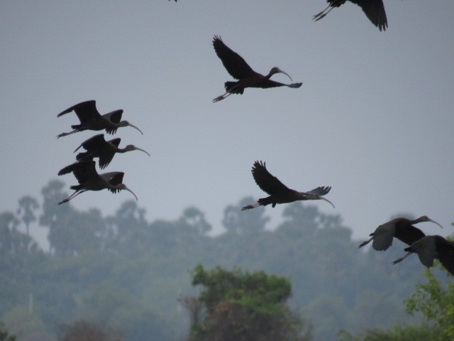 Glossy Ibis - Dr NEWTON JAYAWARDANE.