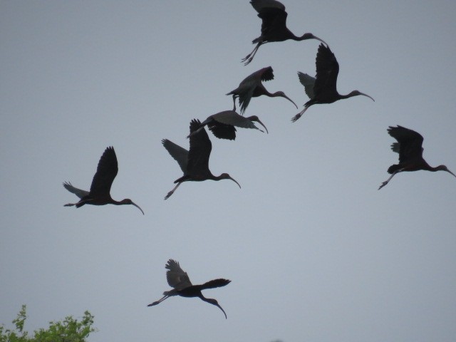 ibis hnědý - ML613932283