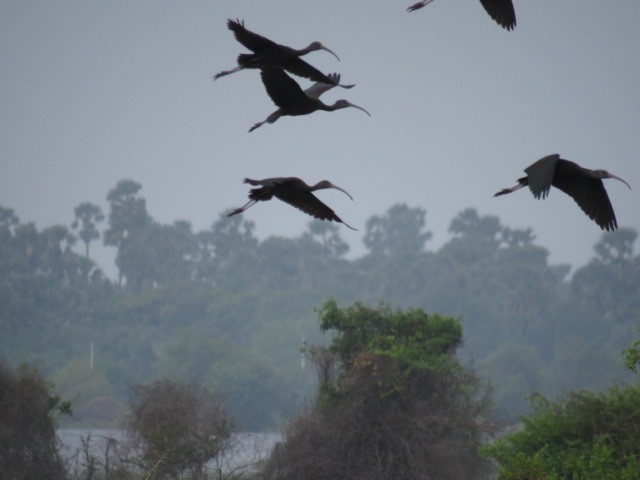 ibis hnědý - ML613932284