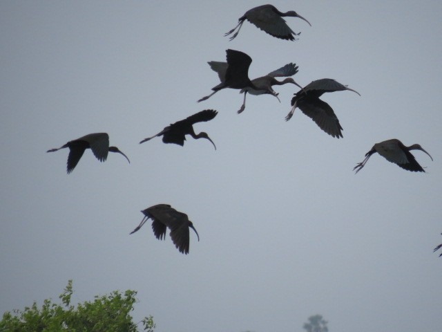 Glossy Ibis - Dr NEWTON JAYAWARDANE.