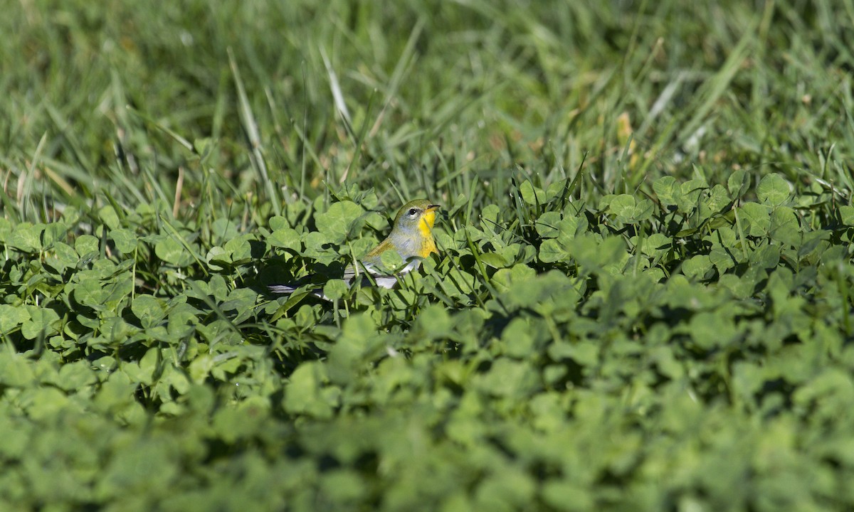 Northern Parula - Heather Wolf
