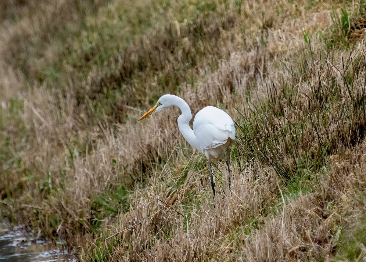 Great Egret - ML613932311