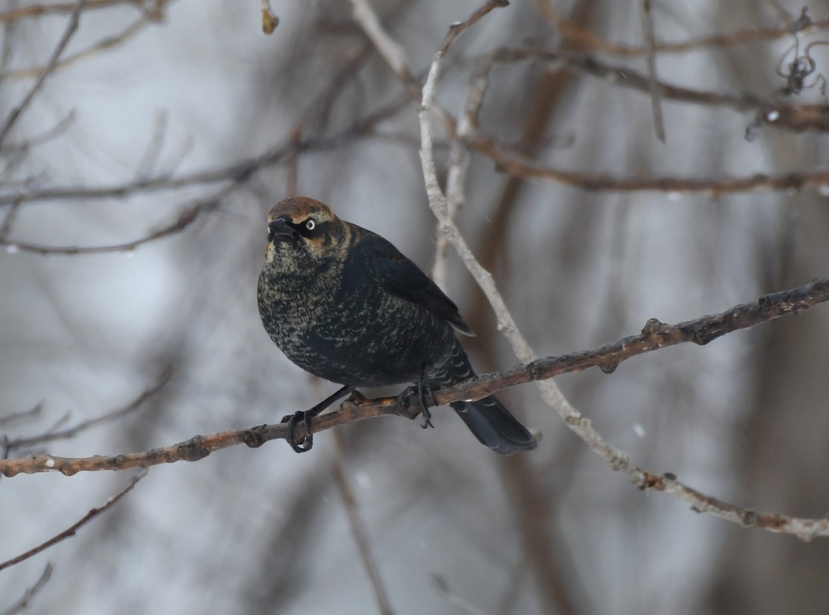 Rusty Blackbird - Tim Schadel