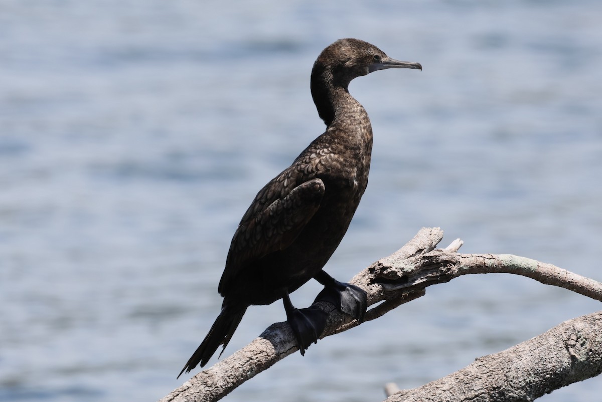 Cormorán Totinegro - ML613932418