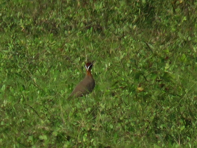 Indian Courser - Dr NEWTON JAYAWARDANE.