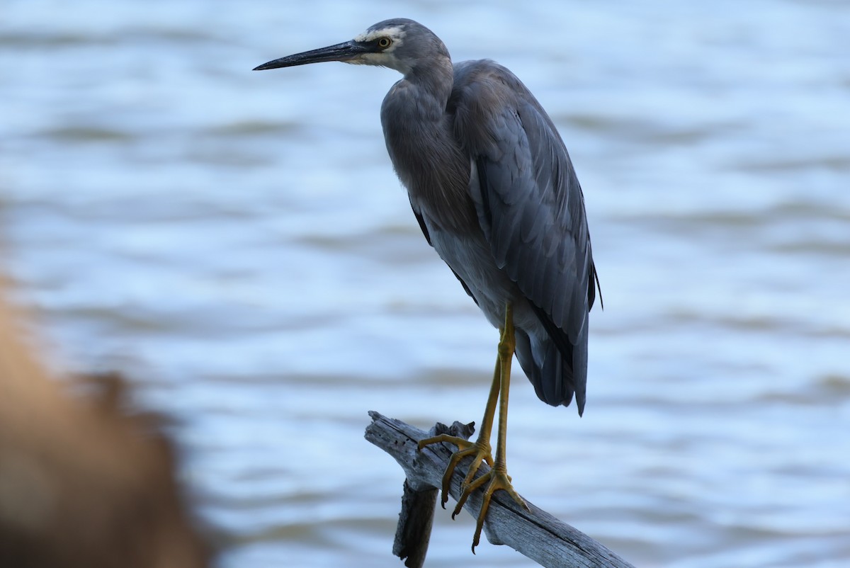 White-faced Heron - ML613932426