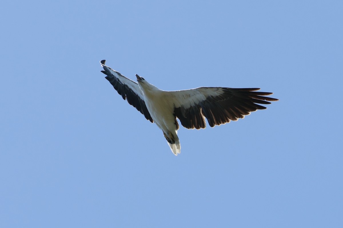 Белобрюхий орлан - ML613932427