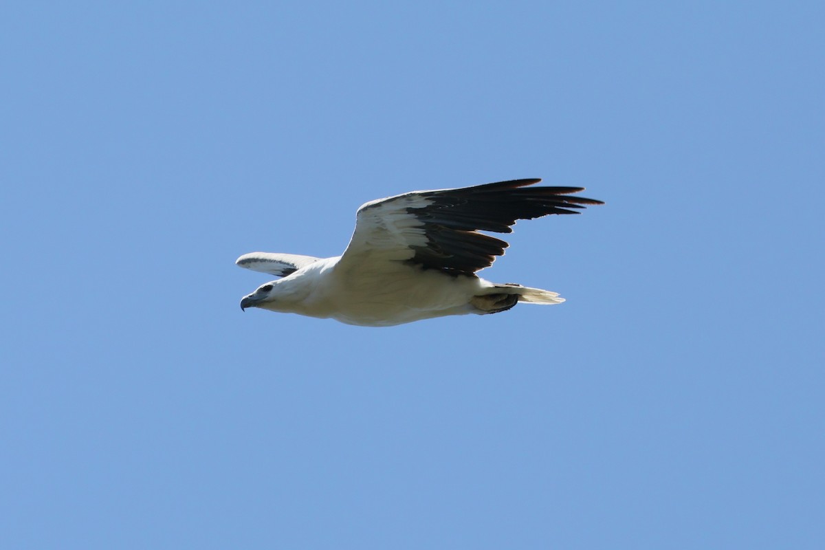 White-bellied Sea-Eagle - ML613932430