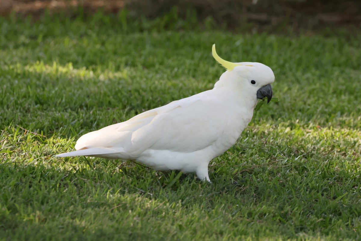 Sulphur-crested Cockatoo - ML613932432