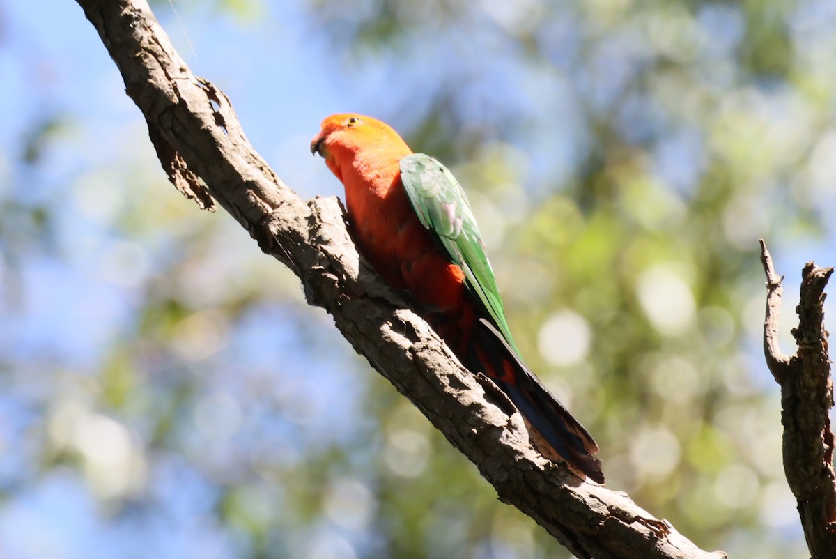 Avustralya Kral Papağanı - ML613932451