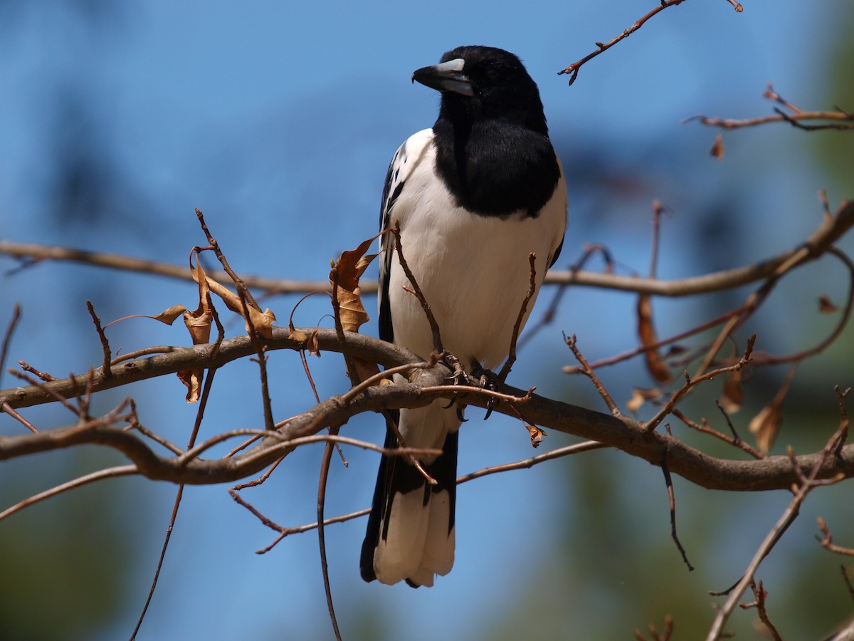 Pied Butcherbird - paul mclelland