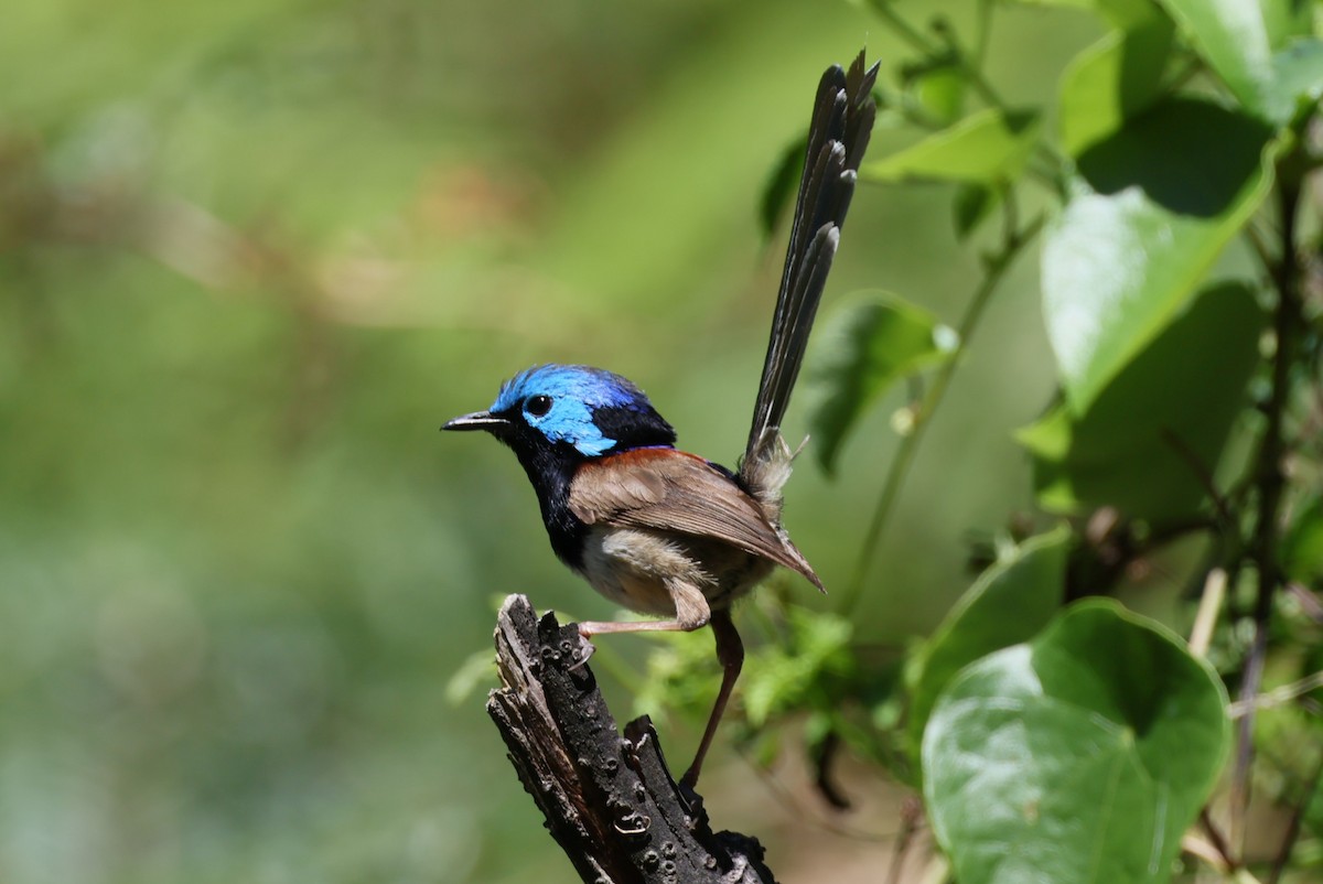 Variegated Fairywren - ML613932453