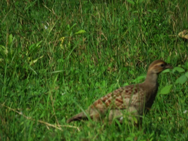 Gray Francolin - ML613932456