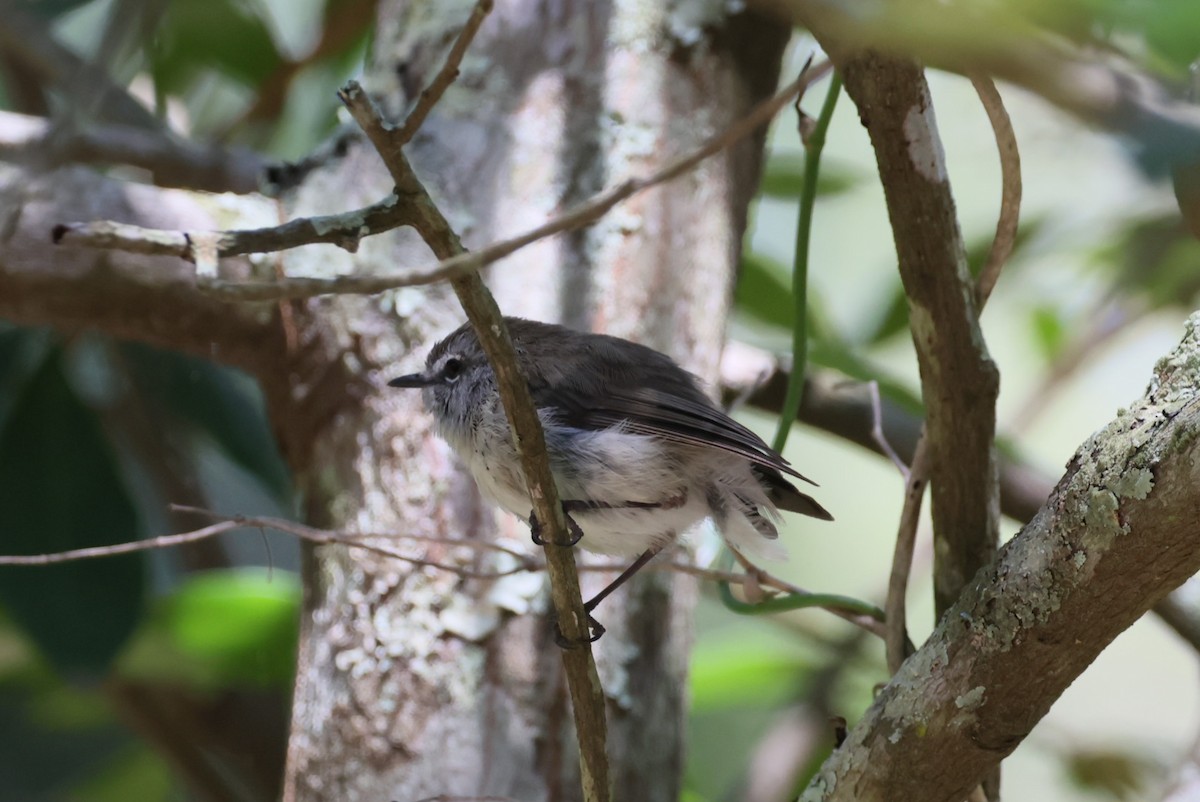 Brown Gerygone - ML613932478