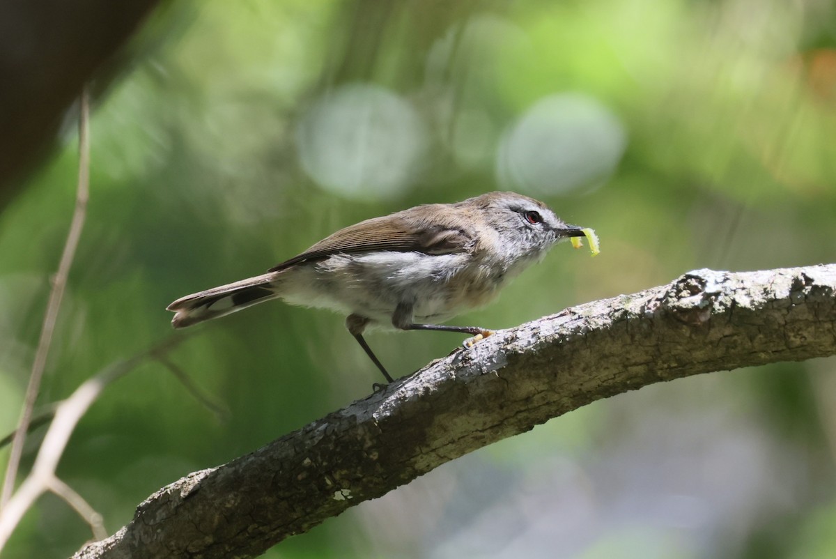 Brown Gerygone - ML613932479