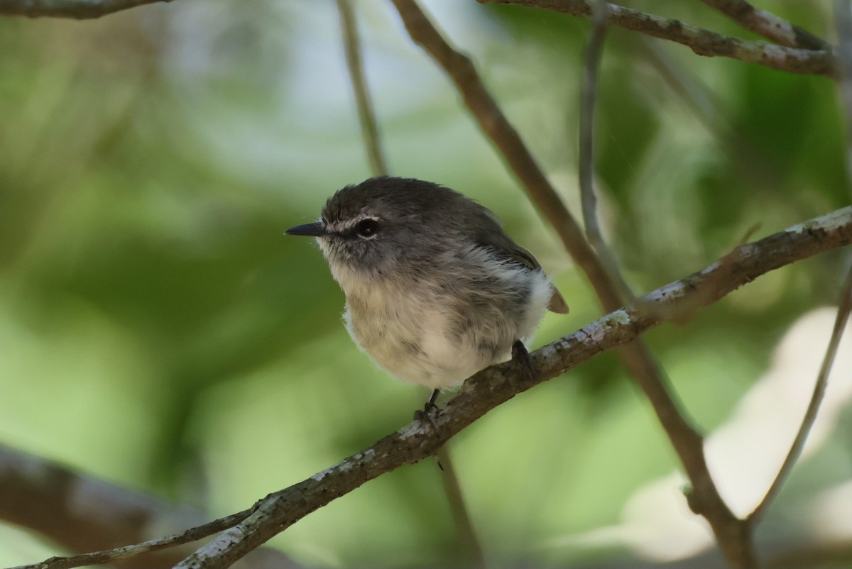 Brown Gerygone - ML613932480