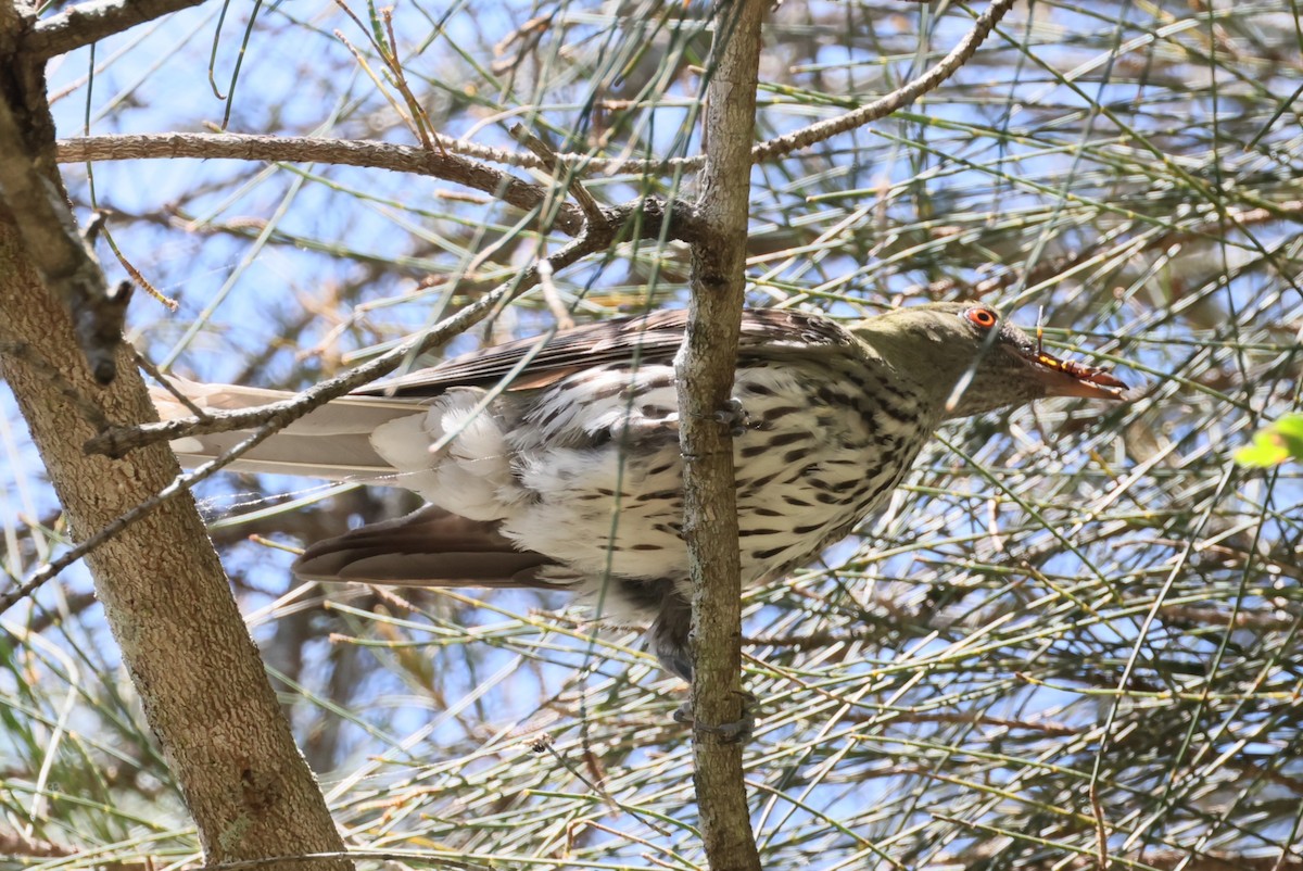 Olive-backed Oriole - ML613932487