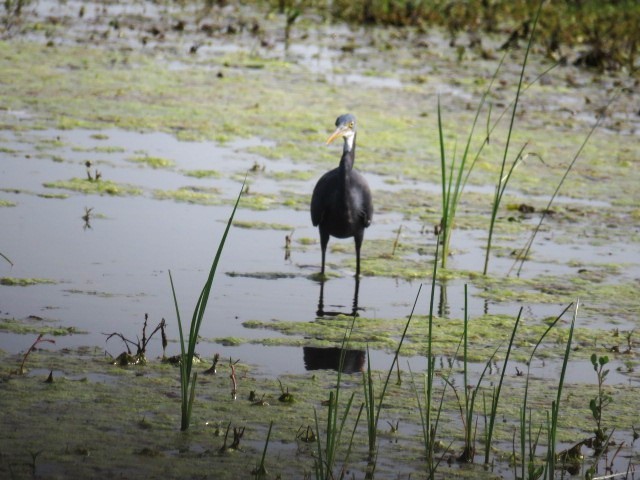 Western Reef-Heron - ML613932494