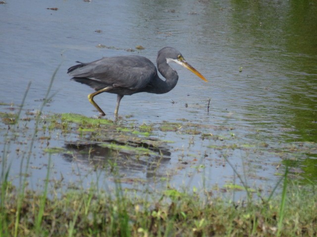 Western Reef-Heron - ML613932495