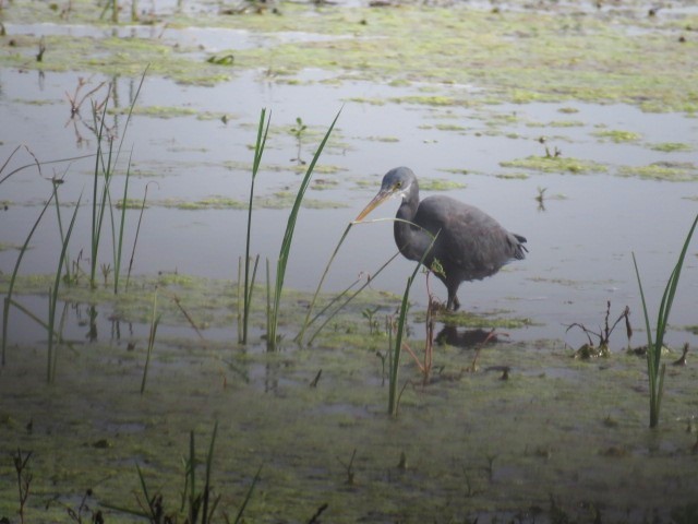 Western Reef-Heron - Dr NEWTON JAYAWARDANE.