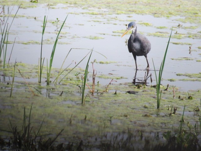 Western Reef-Heron - Dr NEWTON JAYAWARDANE.