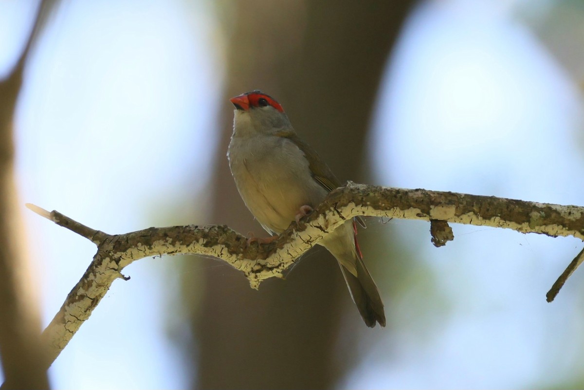 Red-browed Firetail - ML613932501