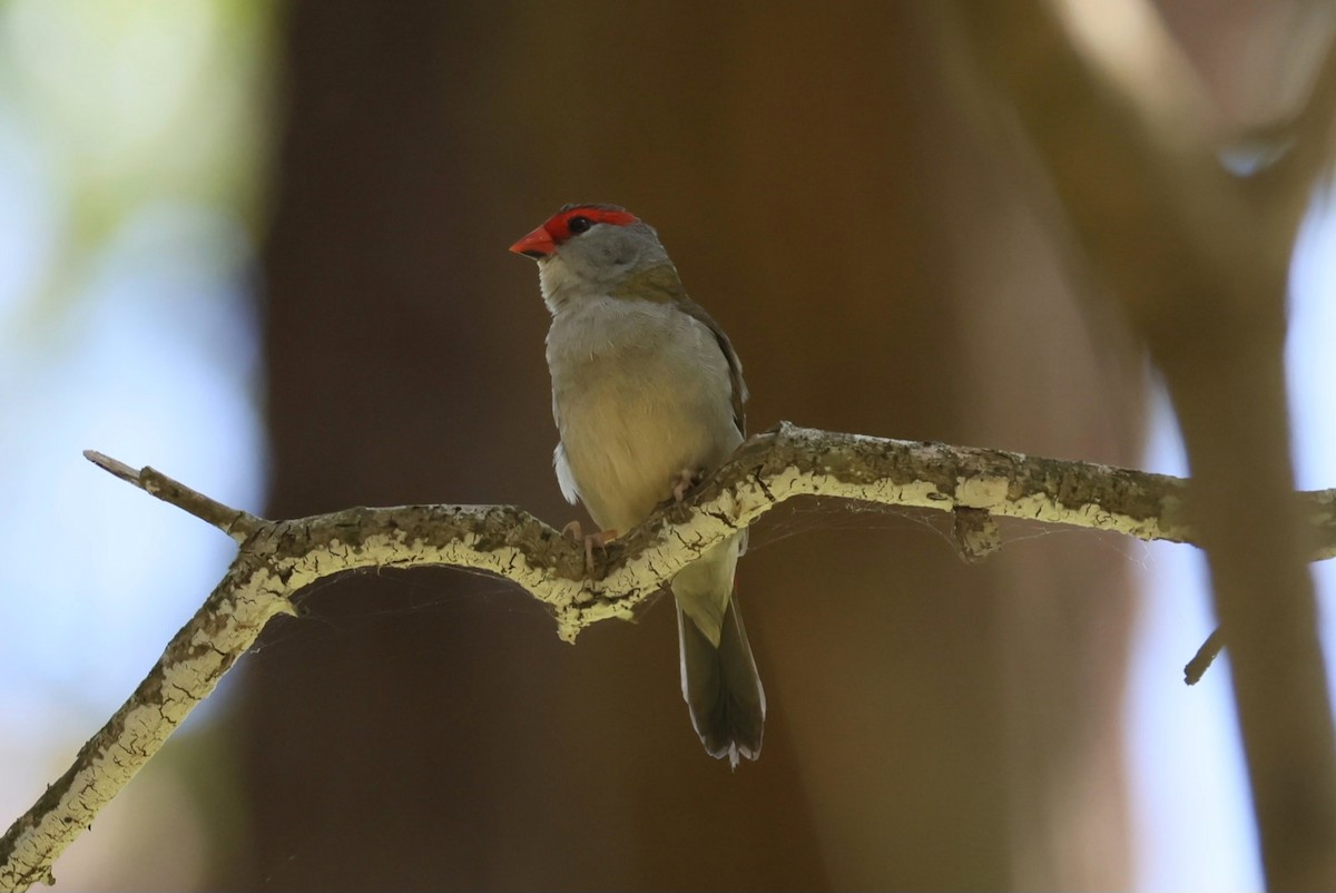 Red-browed Firetail - ML613932502
