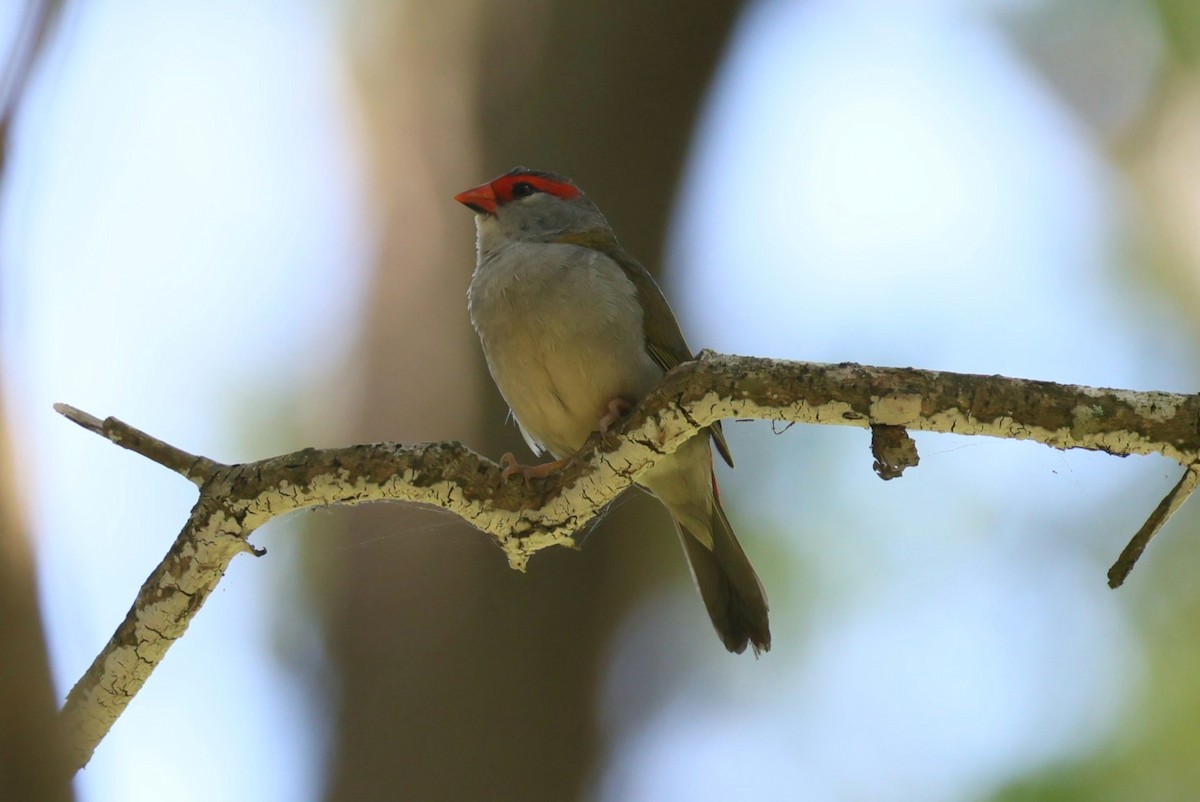 Red-browed Firetail - Michal Bouček