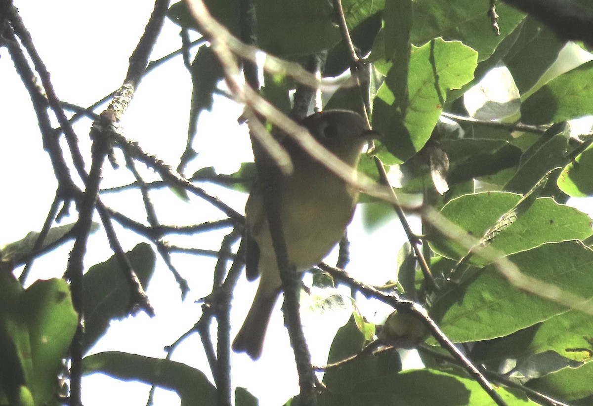 Hutton's Vireo - ML613932515